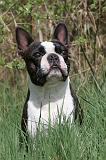 BOSTON TERRIER 171